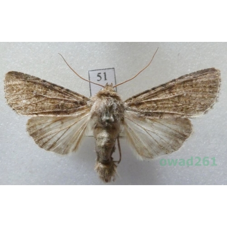 Sideridis turbida (Esper, 1790) Czech51